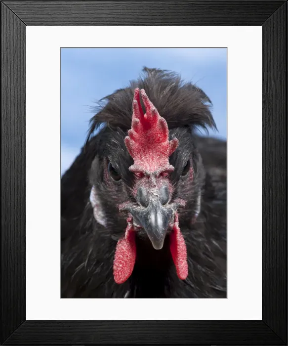 Framed Print : Picture No. 11770643 Framed Print : Picture No. 11770643