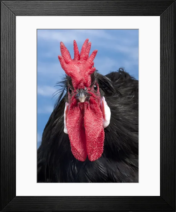 Framed Print : Picture No. 11770644 Framed Print : Picture No. 11770644