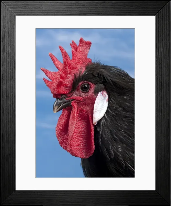 Framed Print : Picture No. 11770645