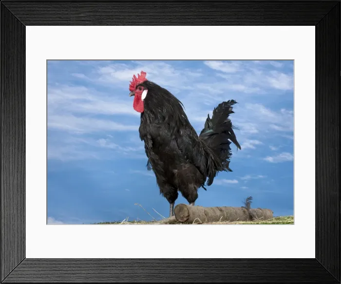 Framed Print : Picture No. 11770646 Framed Print : Picture No. 11770646