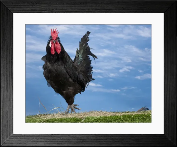 Framed Print : Picture No. 11770647 Framed Print : Picture No. 11770647