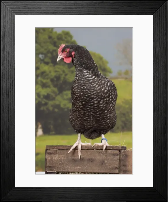 Framed Print : Picture No. 11770648 Framed Print : Picture No. 11770648