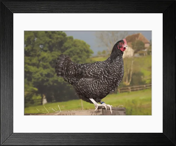 Framed Print : Picture No. 11770649 Framed Print : Picture No. 11770649