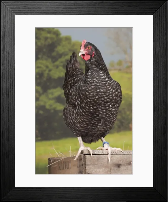 Framed Print : Picture No. 11770650 Framed Print : Picture No. 11770650