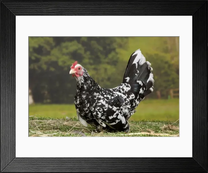 Framed Print : Picture No. 11770651 Framed Print : Picture No. 11770651