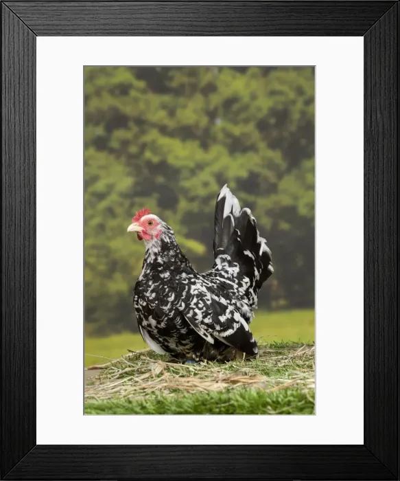 Framed Print : Picture No. 11770653 Framed Print : Picture No. 11770653