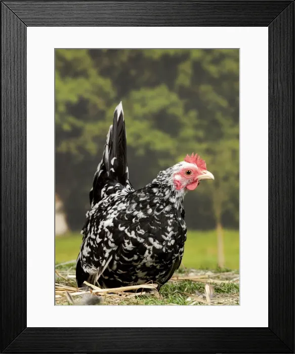 Framed Print : Picture No. 11770654 Framed Print : Picture No. 11770654
