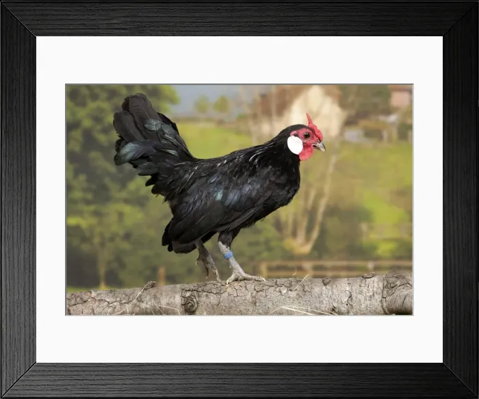 Framed Print : Picture No. 11770655 Framed Print : Picture No. 11770655