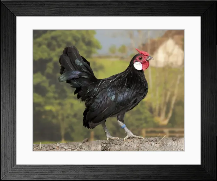 Framed Print : Picture No. 11770656 Framed Print : Picture No. 11770656