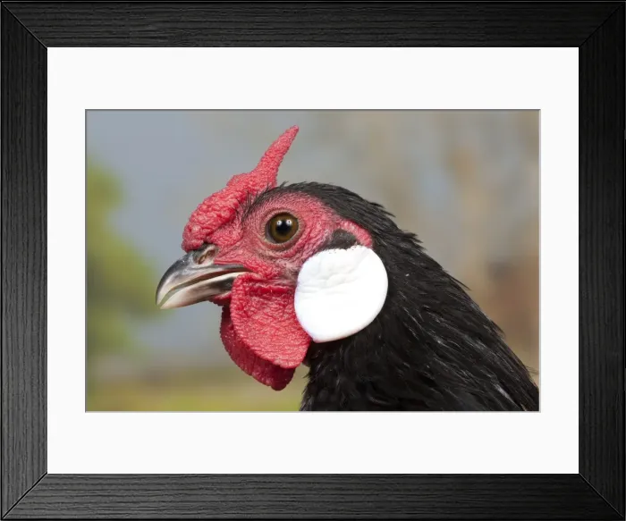 Framed Print : Picture No. 11770657 Framed Print : Picture No. 11770657