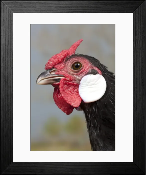 Framed Print : Picture No. 11770658 Framed Print : Picture No. 11770658
