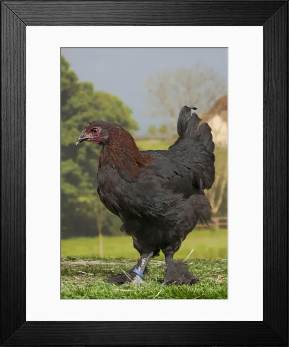 Framed Print : Picture No. 11770659 Framed Print : Picture No. 11770659