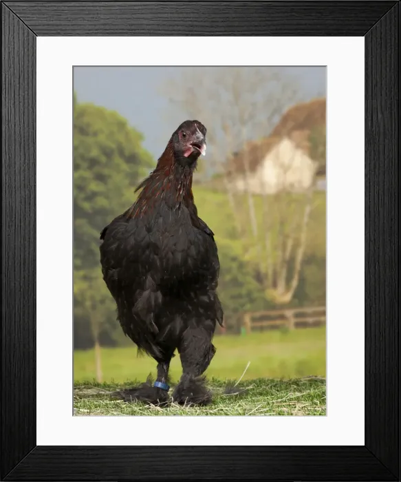 Framed Print : Picture No. 11770661 Framed Print : Picture No. 11770661