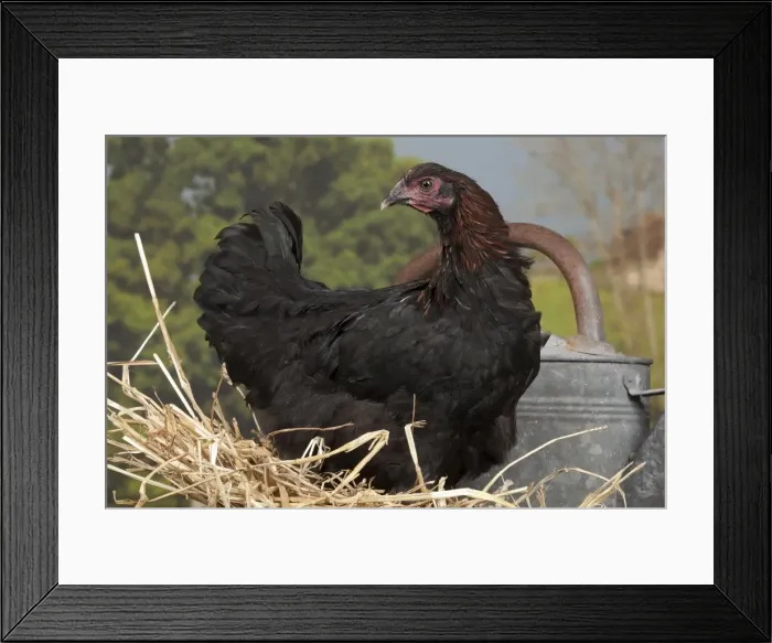 Framed Print : Picture No. 11770662 Framed Print : Picture No. 11770662