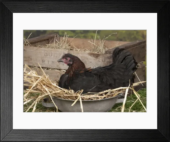 Framed Print : Picture No. 11770663 Framed Print : Picture No. 11770663