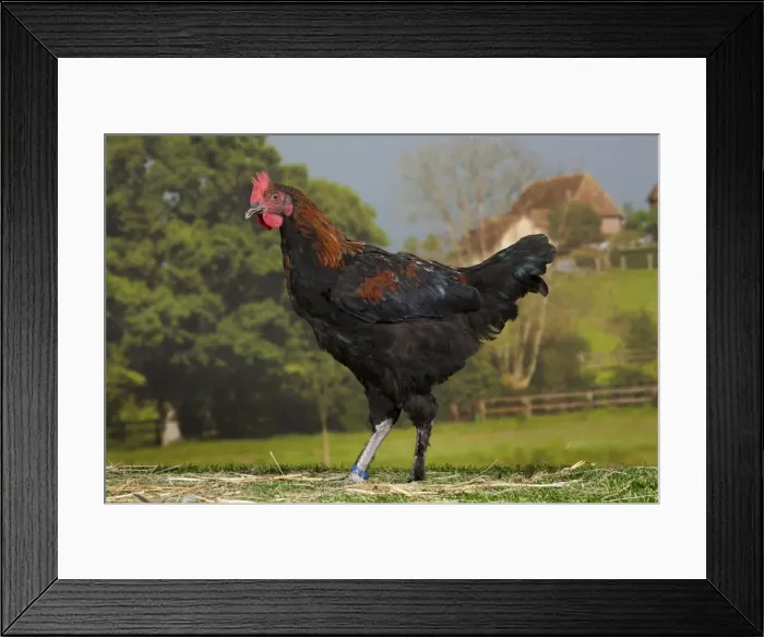 Framed Print : Picture No. 11770664 Framed Print : Picture No. 11770664
