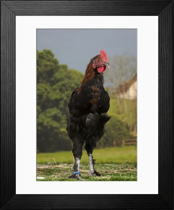 Framed Print : Picture No. 11770665 Framed Print : Picture No. 11770665