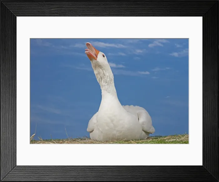 Framed Print : Picture No. 11770666 Framed Print : Picture No. 11770666