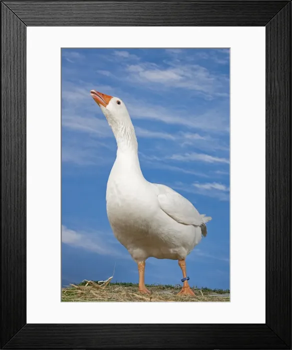 Framed Print : Picture No. 11770667 Framed Print : Picture No. 11770667