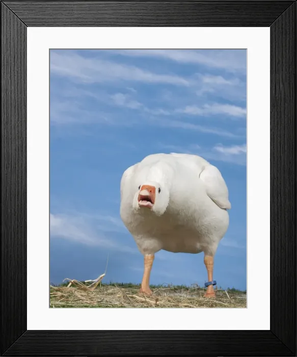 Framed Print : Picture No. 11770668 Framed Print : Picture No. 11770668
