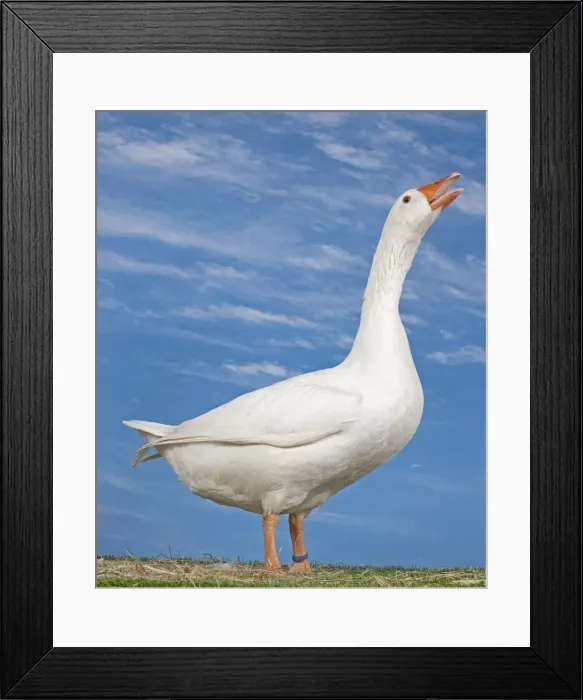 Framed Print : Picture No. 11770669 Framed Print : Picture No. 11770669