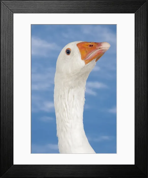 Framed Print : Picture No. 11770670 Framed Print : Picture No. 11770670
