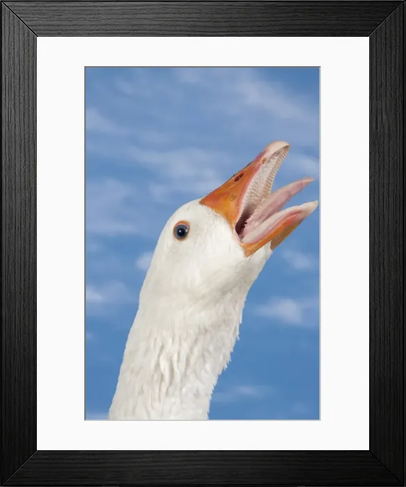 Framed Print : Picture No. 11770671 Framed Print : Picture No. 11770671