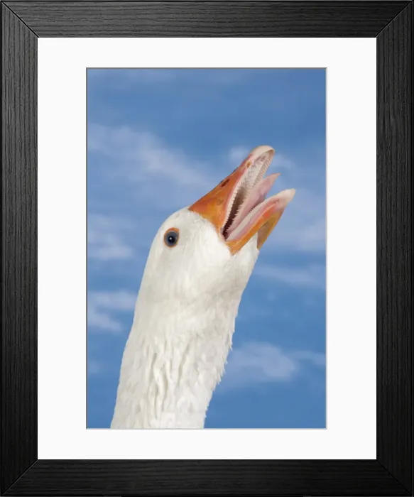 Framed Print : Picture No. 11770672 Framed Print : Picture No. 11770672
