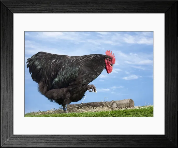 Framed Print : Picture No. 11770673 Framed Print : Picture No. 11770673