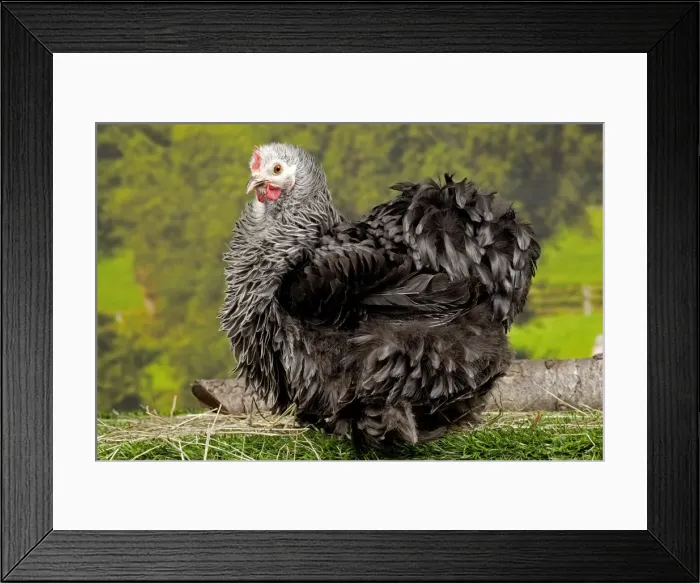 Framed Print : Picture No. 11770675 Framed Print : Picture No. 11770675