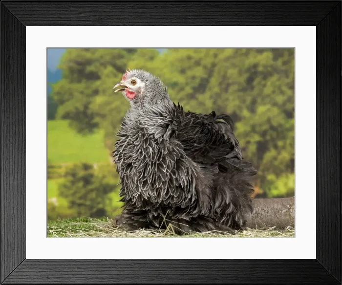 Framed Print : Picture No. 11770676 Framed Print : Picture No. 11770676
