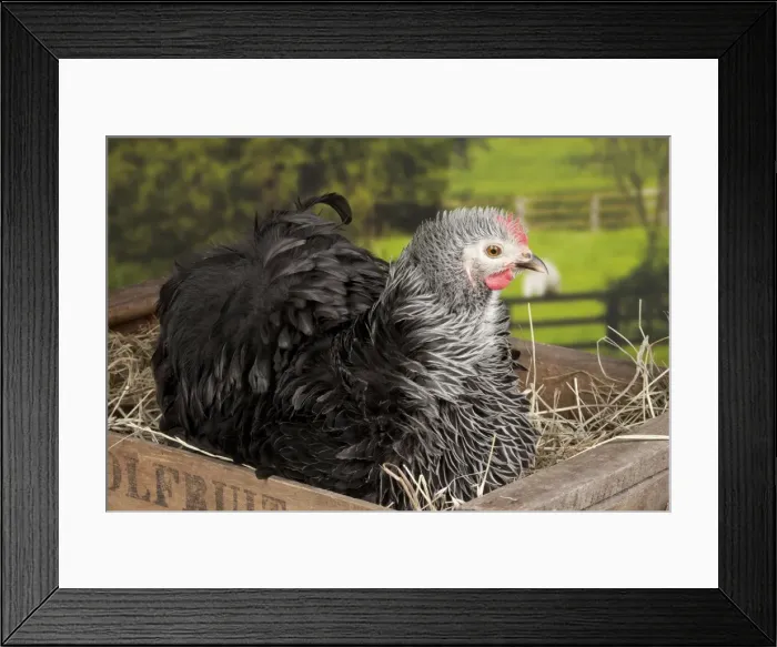 Framed Print : Picture No. 11770677 Framed Print : Picture No. 11770677