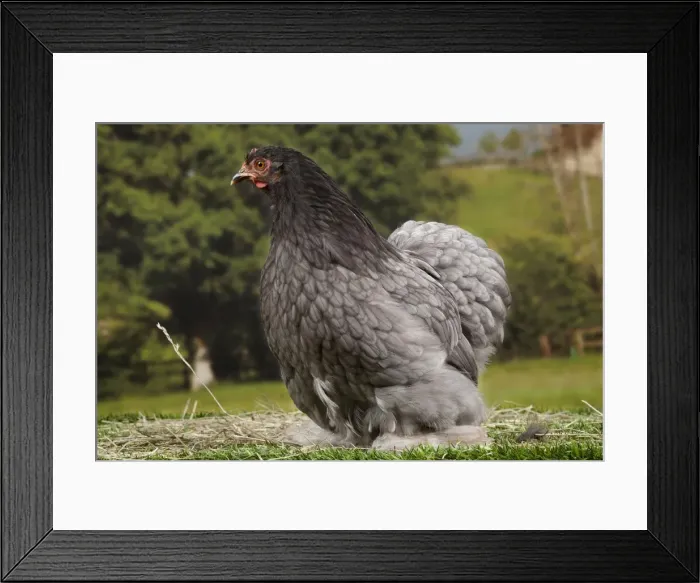 Framed Print : Picture No. 11770678 Framed Print : Picture No. 11770678