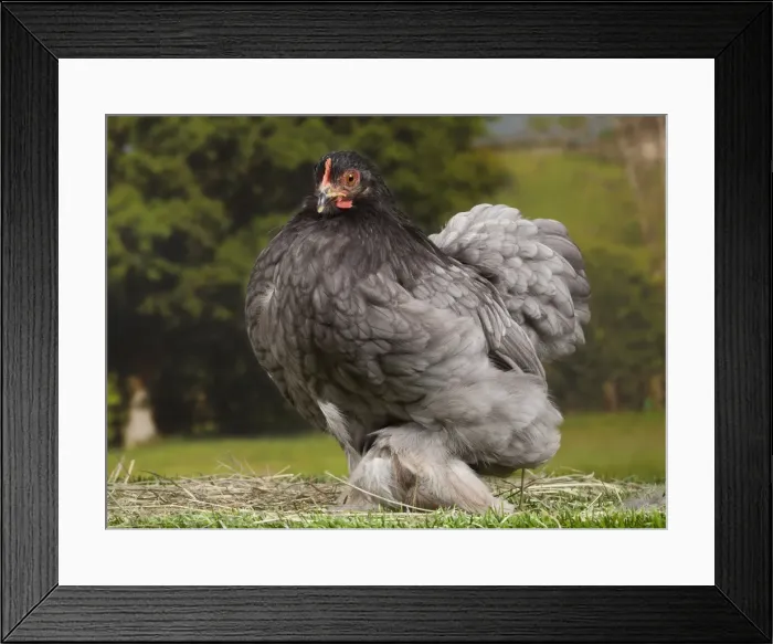 Framed Print : Picture No. 11770679 Framed Print : Picture No. 11770679