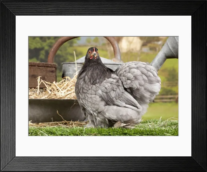 Framed Print : Picture No. 11770680 Framed Print : Picture No. 11770680