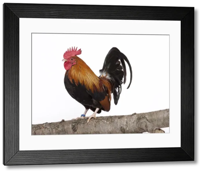 Framed Print : Picture No. 11770681 Framed Print : Picture No. 11770681