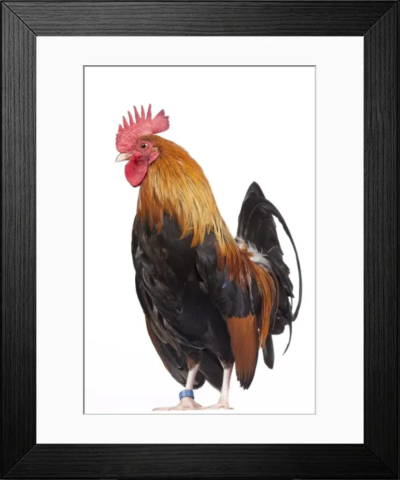 Framed Print : Picture No. 11770682 Framed Print : Picture No. 11770682