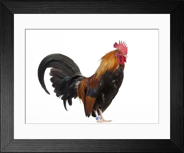 Framed Print : Picture No. 11770683 Framed Print : Picture No. 11770683