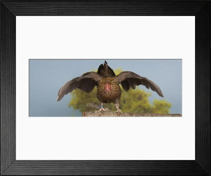 Framed Print : Picture No. 11770684 Framed Print : Picture No. 11770684