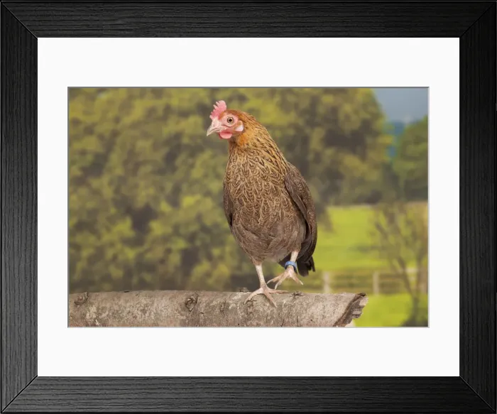 Framed Print : Picture No. 11770685 Framed Print : Picture No. 11770685