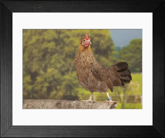 Framed Print : Picture No. 11770686 Framed Print : Picture No. 11770686
