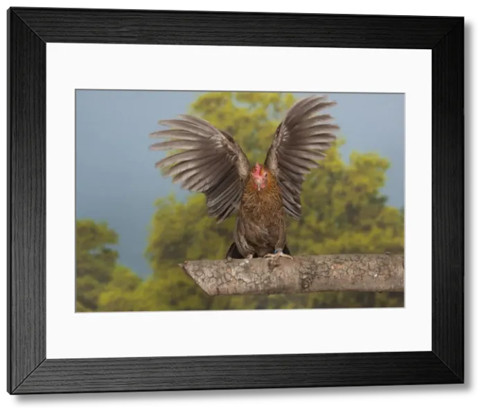 Framed Print : Picture No. 11770687 Framed Print : Picture No. 11770687