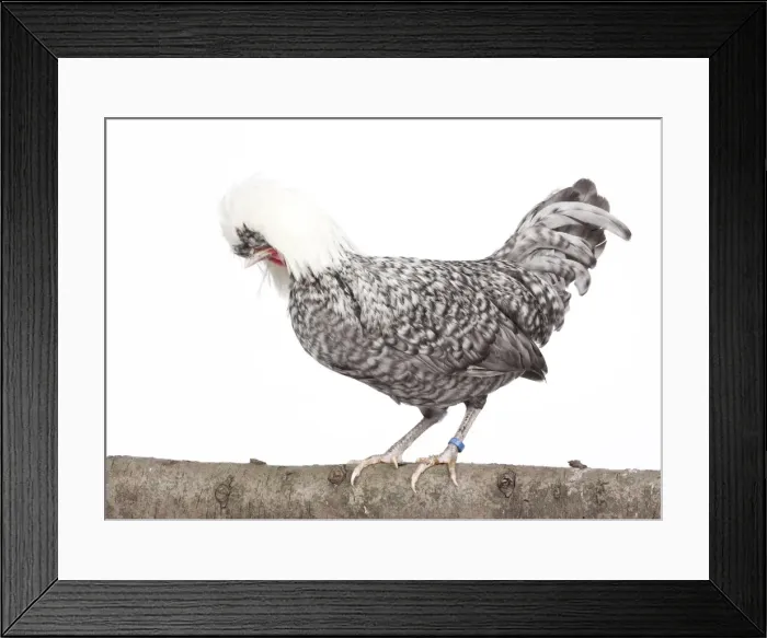 Framed Print : Picture No. 11770688 Framed Print : Picture No. 11770688