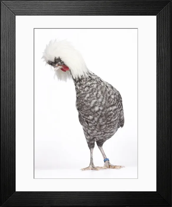 Framed Print : Picture No. 11770690 Framed Print : Picture No. 11770690