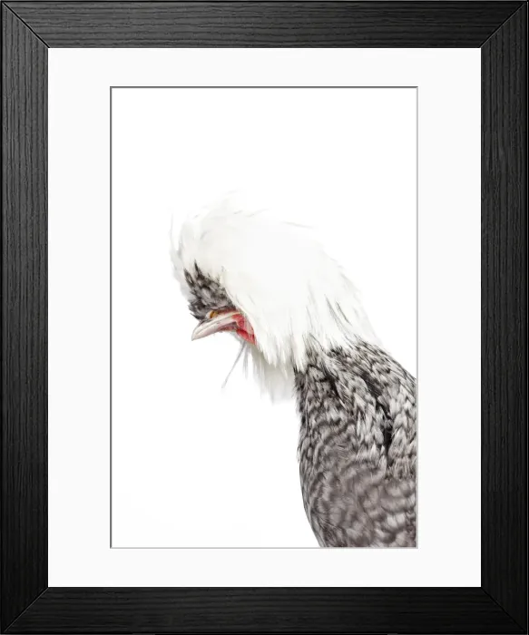 Framed Print : Picture No. 11770689 Framed Print : Picture No. 11770689