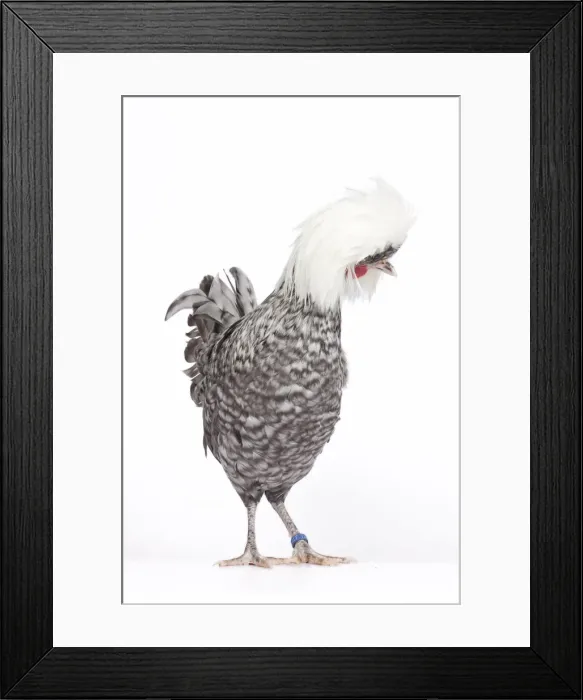 Framed Print : Picture No. 11770691 Framed Print : Picture No. 11770691