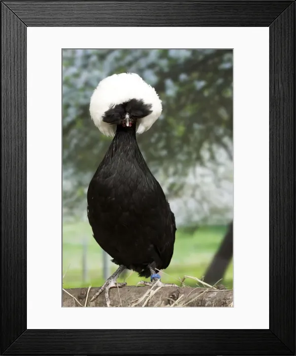 Framed Print : Picture No. 11770692 Framed Print : Picture No. 11770692