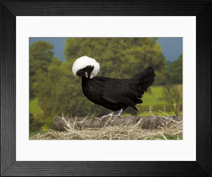 Framed Print : Picture No. 11770694 Framed Print : Picture No. 11770694