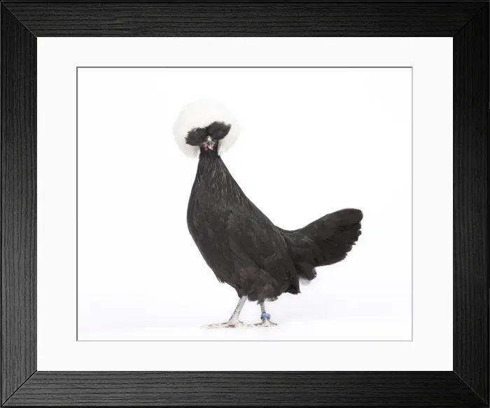 Framed Print : Picture No. 11770695 Framed Print : Picture No. 11770695