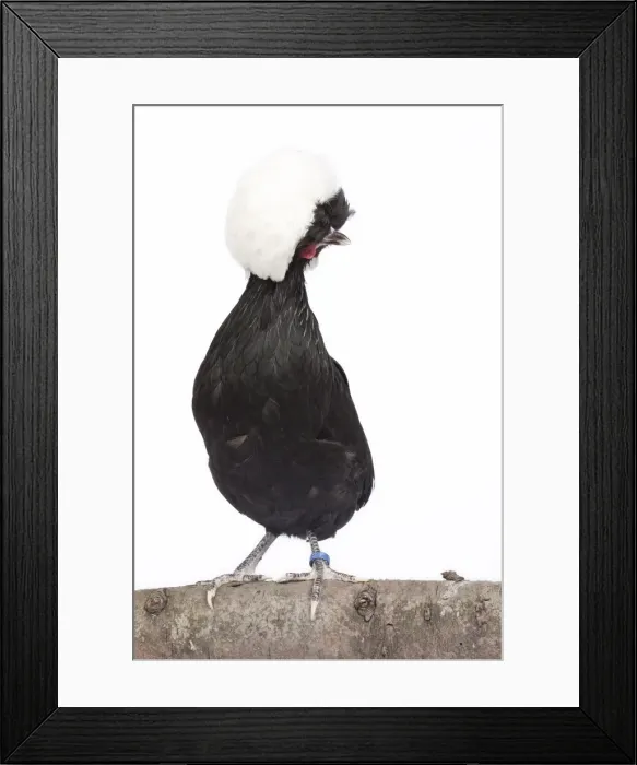 Framed Print : Picture No. 11770696 Framed Print : Picture No. 11770696